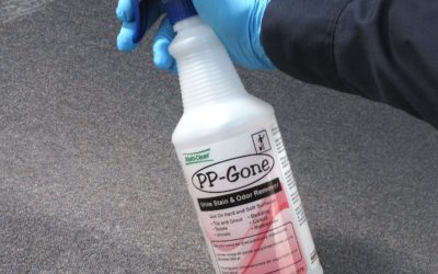Spraying PP-Gone on a carpet